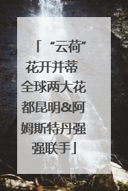 “云荷”花开并蒂 全球两大花都昆明&阿姆斯特丹强强联手