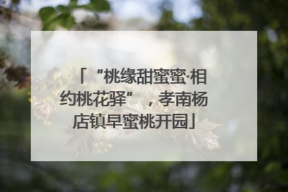 “桃缘甜蜜蜜·相约桃花驿”，孝南杨店镇早蜜桃开园