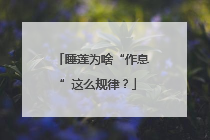 睡莲为啥“作息”这么规律？
