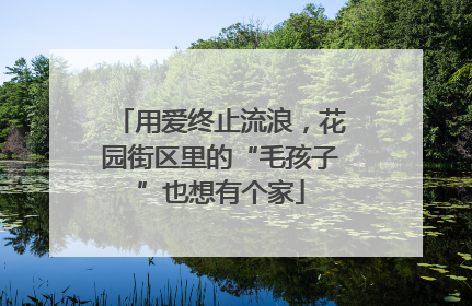 用爱终止流浪，花园街区里的“毛孩子”也想有个家