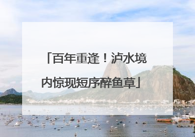 百年重逢！泸水境内惊现短序醉鱼草