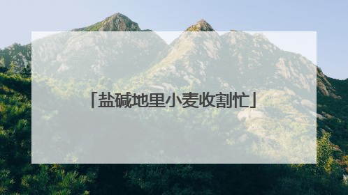 盐碱地里小麦收割忙