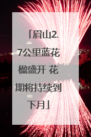 眉山2.7公里蓝花楹盛开 花期将持续到下月