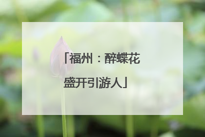 福州：醉蝶花盛开引游人