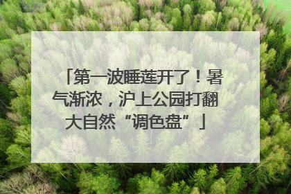 第一波睡莲开了！暑气渐浓，沪上公园打翻大自然“调色盘”
