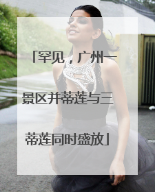 罕见，广州一景区并蒂莲与三蒂莲同时盛放