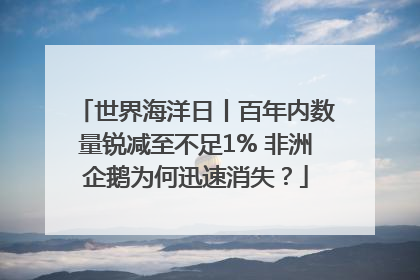 世界海洋日丨百年内数量锐减至不足1% 非洲企鹅为何迅速消失？