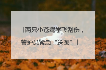 两只小苍鹭学飞刮伤，管护员紧急“送医”