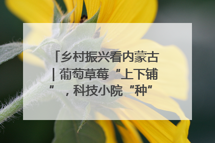 乡村振兴看内蒙古｜葡萄草莓“上下铺”，科技小院“种”出三倍效益