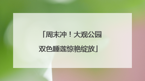 周末冲！大观公园双色睡莲惊艳绽放