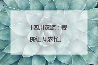 四川汉源：樱桃红 果农忙