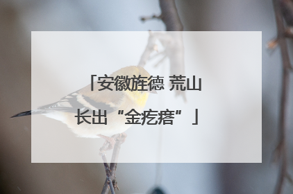 安徽旌德 荒山长出“金疙瘩”