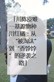 川陈皮唯一基源物种川红橘：从“被淘汰”到“香饽饽”的逆袭之路