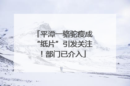 平潭一骆驼瘦成“纸片”引发关注！部门已介入