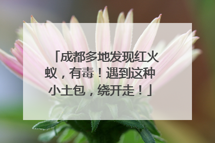 成都多地发现红火蚁，有毒！遇到这种小土包，绕开走！