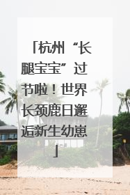 杭州“长腿宝宝”过节啦！世界长颈鹿日邂逅新生幼崽