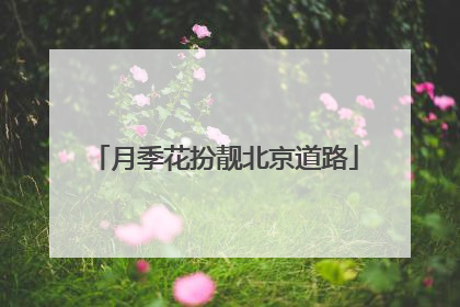 月季花扮靓北京道路