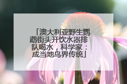 澳大利亚野生鹦鹉街头开饮水器排队喝水，科学家：成当地鸟界传统