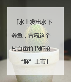 水上发电水下养鱼，青岛这个村百亩竹节虾抢“鲜”上市