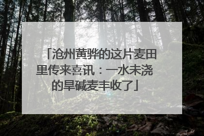 沧州黄骅的这片麦田里传来喜讯：一水未浇的旱碱麦丰收了
