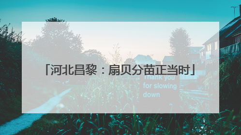 河北昌黎：扇贝分苗正当时