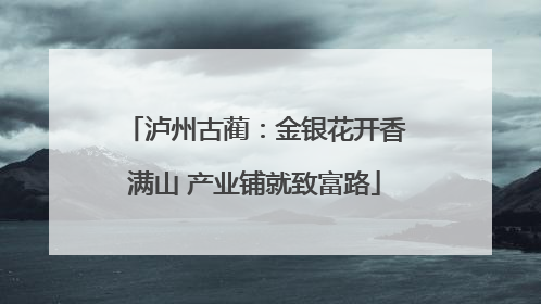 泸州古蔺：金银花开香满山 产业铺就致富路