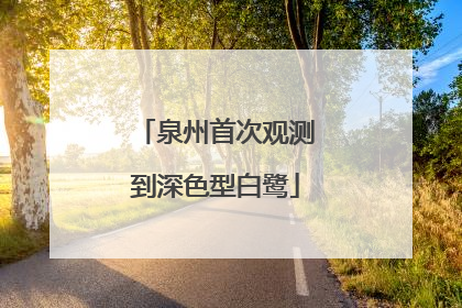 泉州首次观测到深色型白鹭