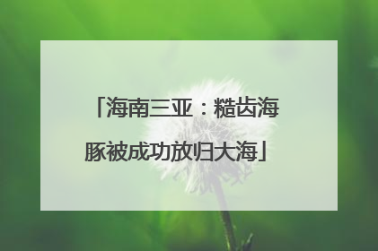海南三亚：糙齿海豚被成功放归大海