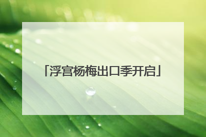 浮宫杨梅出口季开启