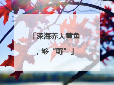 深海养大黄鱼，够“野”
