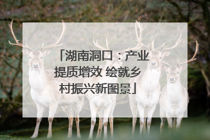 湖南洞口：产业提质增效 绘就乡村振兴新图景
