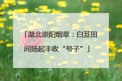 湖北崇阳烟草：白芨田间扬起丰收“号子”