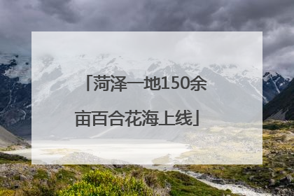 菏泽一地150余亩百合花海上线