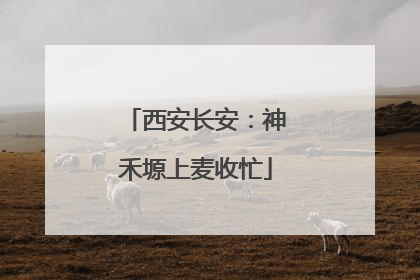 西安长安：神禾塬上麦收忙
