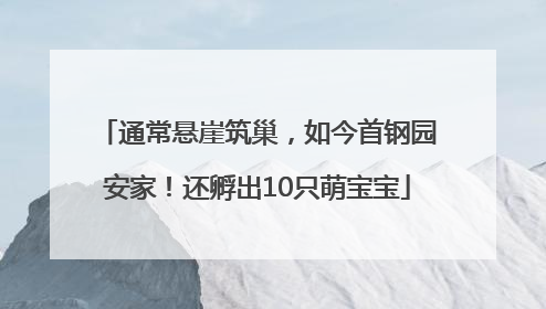 通常悬崖筑巢，如今首钢园安家！还孵出10只萌宝宝
