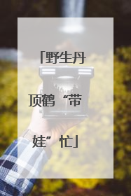 野生丹顶鹤“带娃”忙