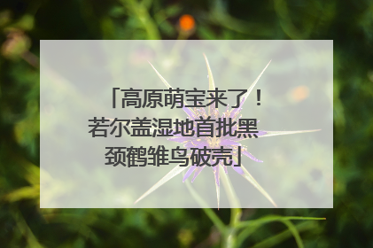 高原萌宝来了！若尔盖湿地首批黑颈鹤雏鸟破壳