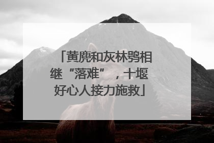 黄麂和灰林鸮相继“落难”，十堰好心人接力施救