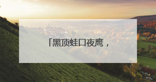 黑顶蛙口夜鹰，中国唯一蟆口鸱科物种现身临沧