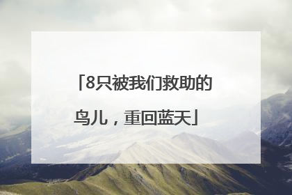 8只被我们救助的鸟儿，重回蓝天
